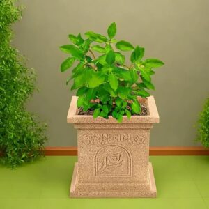 Plastic Tulsi Mancha